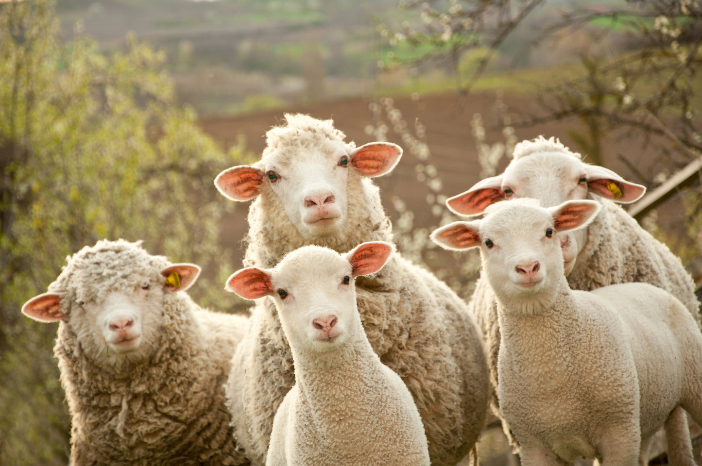 Sheep Herd Portrait Photograph Home Decor Premium Quality Poster Print Choose Your Sizes