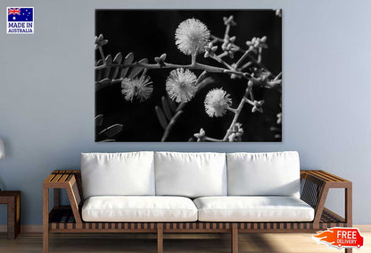 Mallee Gum Tree Flowers B&W View Photograph Print 100% Australian Made