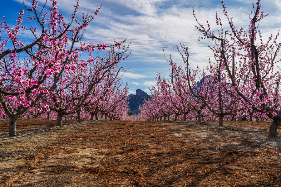 Cherry Blossom Trees Pathway View Photograph Print 100% Australian Made