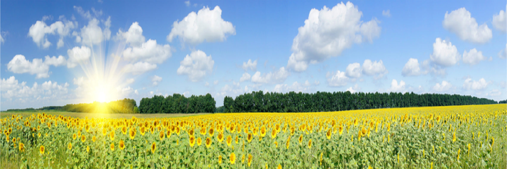 Panoramic Canvas Sunflower Field Sunlight View Photograph High Quality 100% Australian Made Wall Canvas Print Ready to Hang