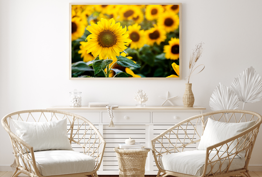 Sun Flowers Closeup Photograph Home Decor Premium Quality Poster Print Choose Your Sizes