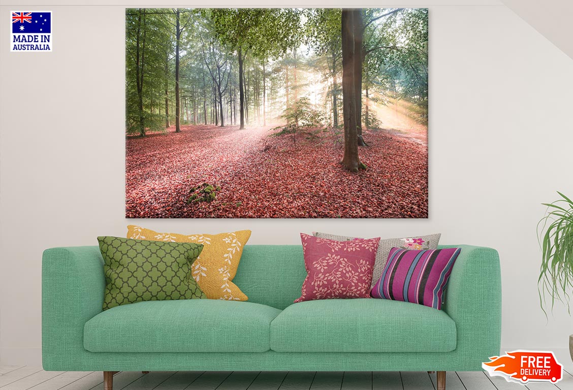 Autumn Leaves Filled Ground & Trees Photograph Print 100% Australian Made