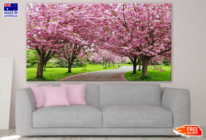 Road Between Cherry Blossom Trees Photograph Print 100% Australian Made