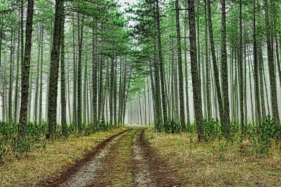 Footpath in Forest Photograph Print 100% Australian Made