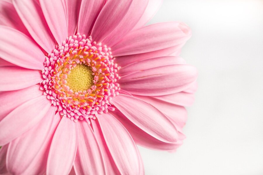 Pink Gerbera Flower Closeup Photograph Print 100% Australian Made