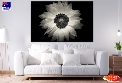 Sun Flower B&W Closeup Photograph Print 100% Australian Made