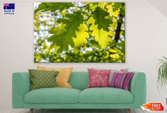 Lobed Tree Leaves Photograph Print 100% Australian Made