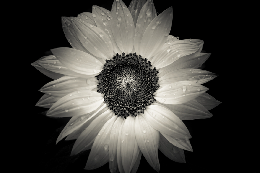 Sun Flower B&W Closeup Photograph Print 100% Australian Made