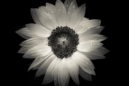 Sun Flower B&W Closeup Photograph Print 100% Australian Made