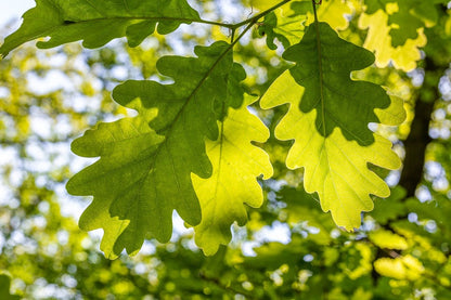 Lobed Tree Leaves Photograph Print 100% Australian Made