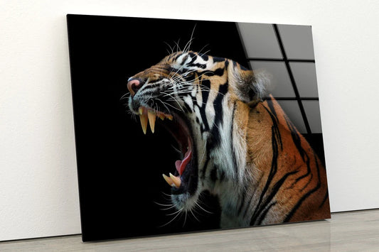 Tiger Face Closeup Photograph Acrylic Glass Print Tempered Glass Wall Art 100% Made in Australia Ready to Hang