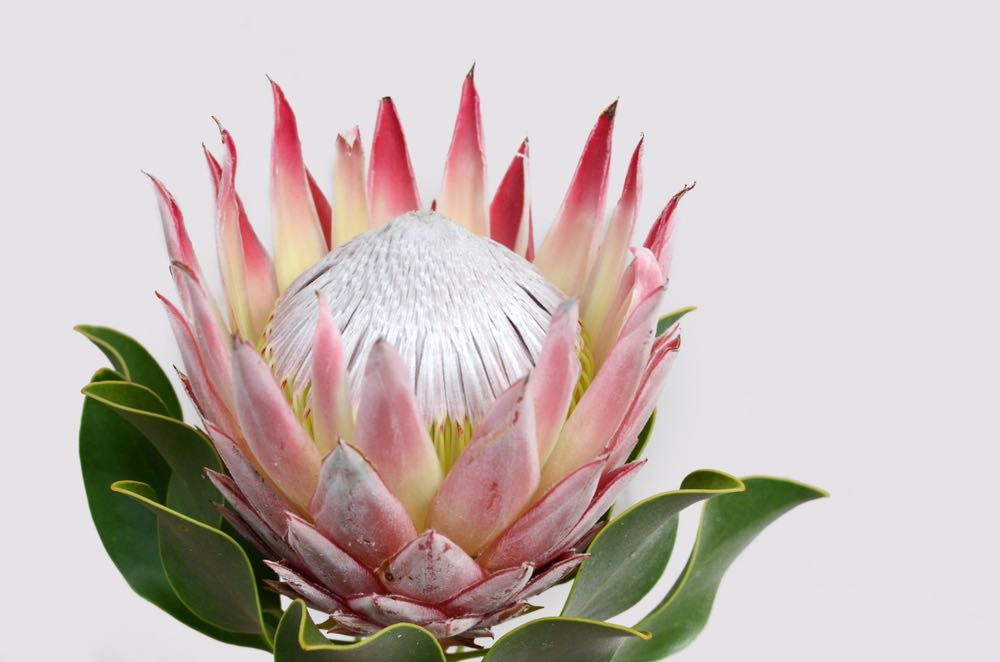 Red Protea Flower Closeup Photograph Print 100% Australian Made