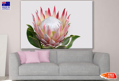 Red Protea Flower Closeup Photograph Print 100% Australian Made