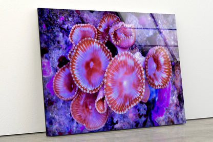 Sea Corals Closeup Photograph Acrylic Glass Print Tempered Glass Wall Art 100% Made in Australia Ready to Hang