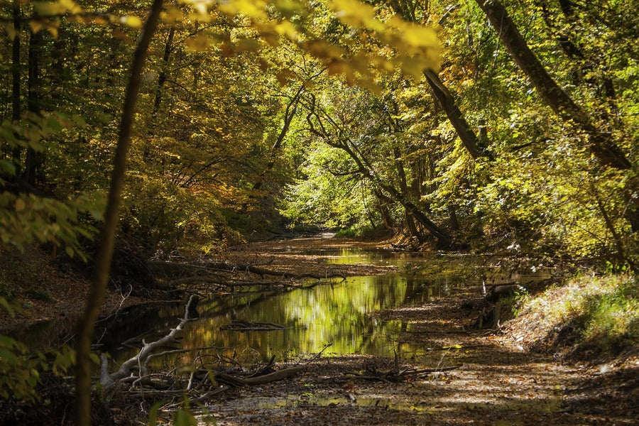 River Trees & Green Forest Photograph Print 100% Australian Made