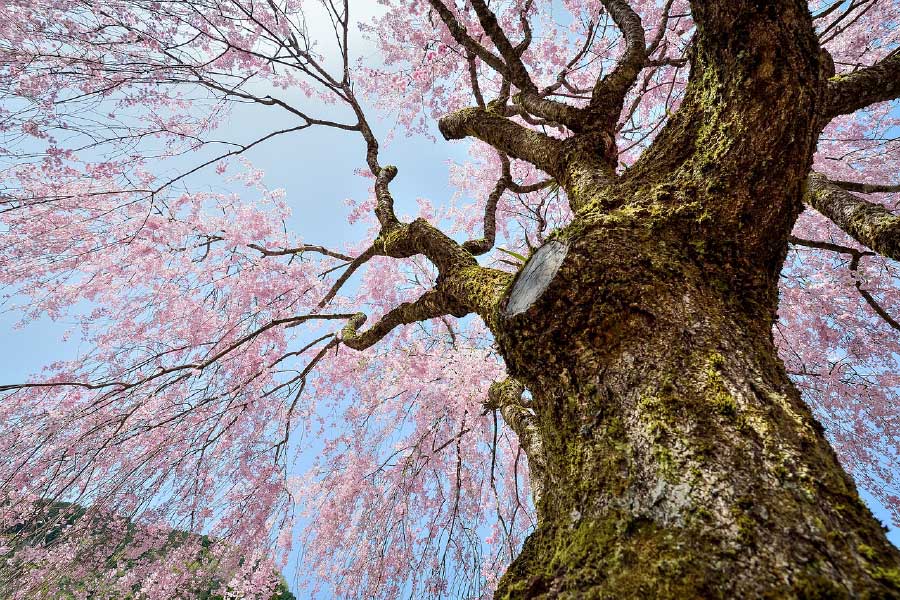 Cherry Blossom Tree Photograph Print 100% Australian Made