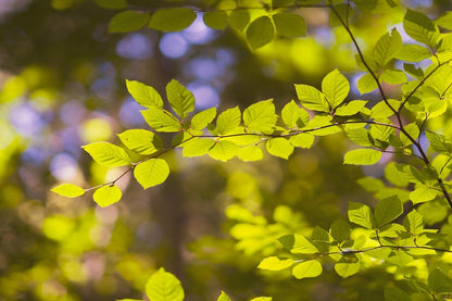 Leaves Branches Tree Photograph Print 100% Australian Made