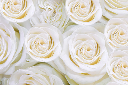White Roses Australia Pure White Roses View Photograph Print 100% Australian Made