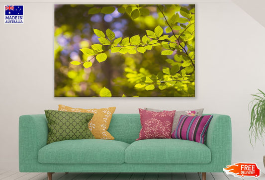 Leaves Branches Tree Photograph Print 100% Australian Made