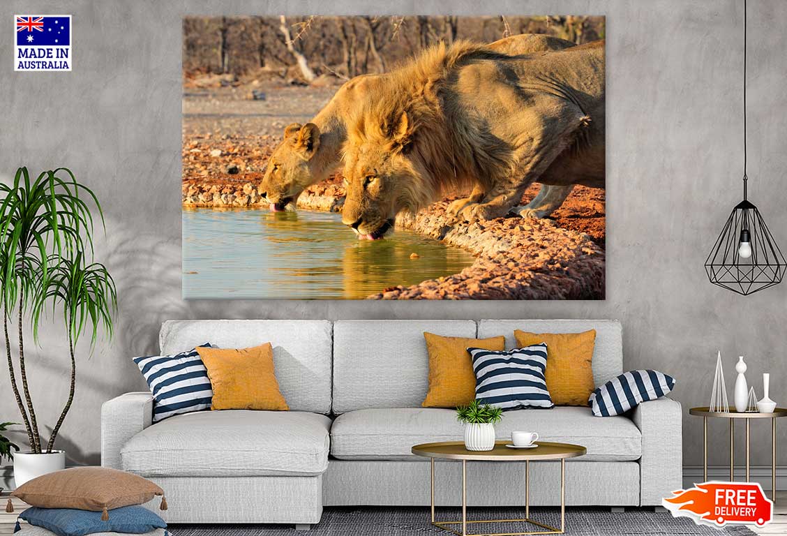 Lions Drinking Water Photograph Print 100% Australian Made