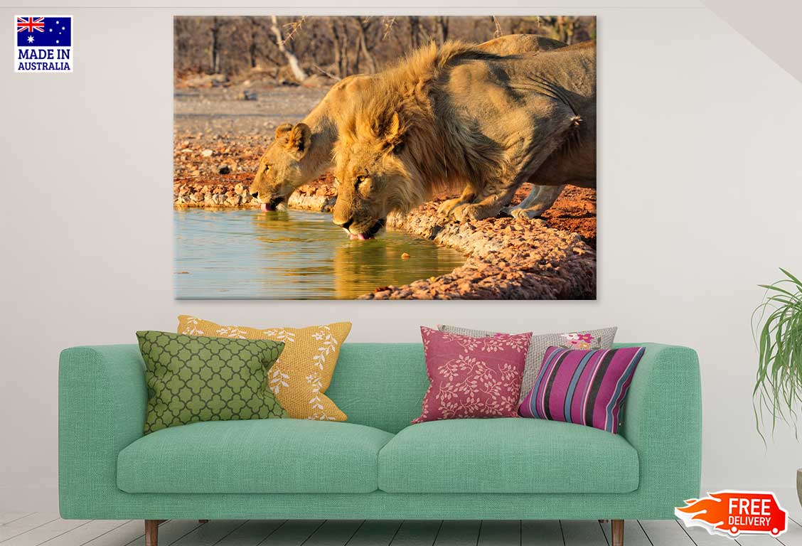 Lions Drinking Water Photograph Print 100% Australian Made