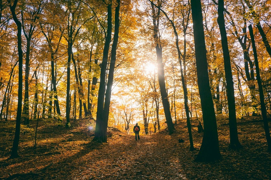 Large Autumn Trees Forest Photograph Print 100% Australian Made