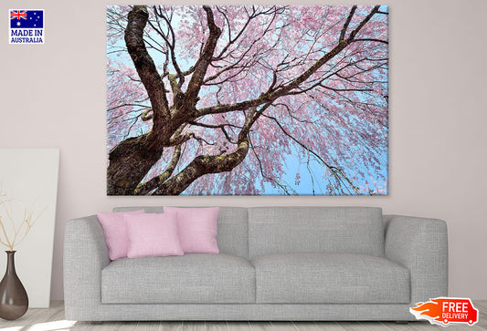 Cherry Blossom Tree Photograph Print 100% Australian Made