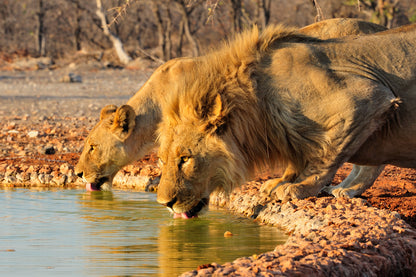 Lions Drinking Water Photograph Print 100% Australian Made