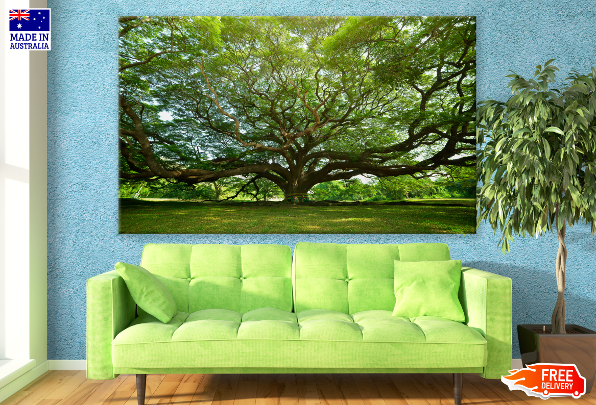 Large Tree Print Massive Tree Photograph Print 100% Australian Made