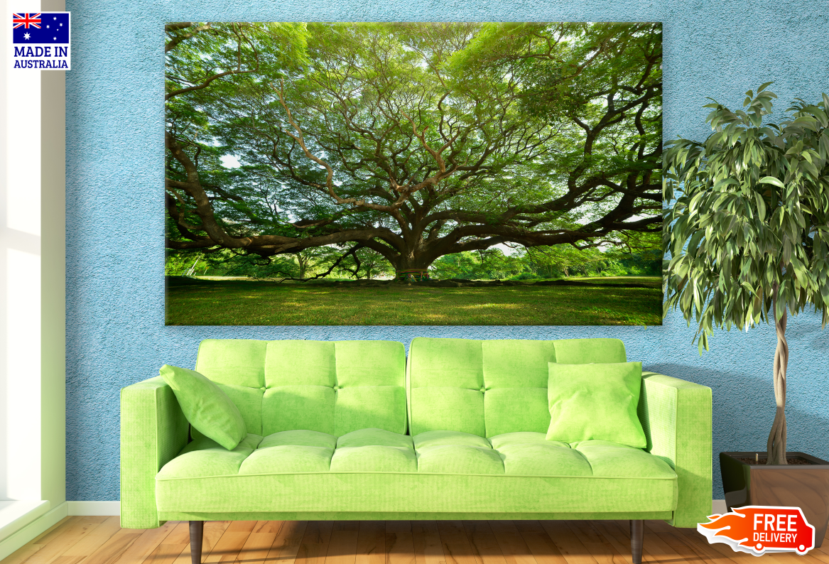 Massive Tree Photograph Print 100% Australian Made