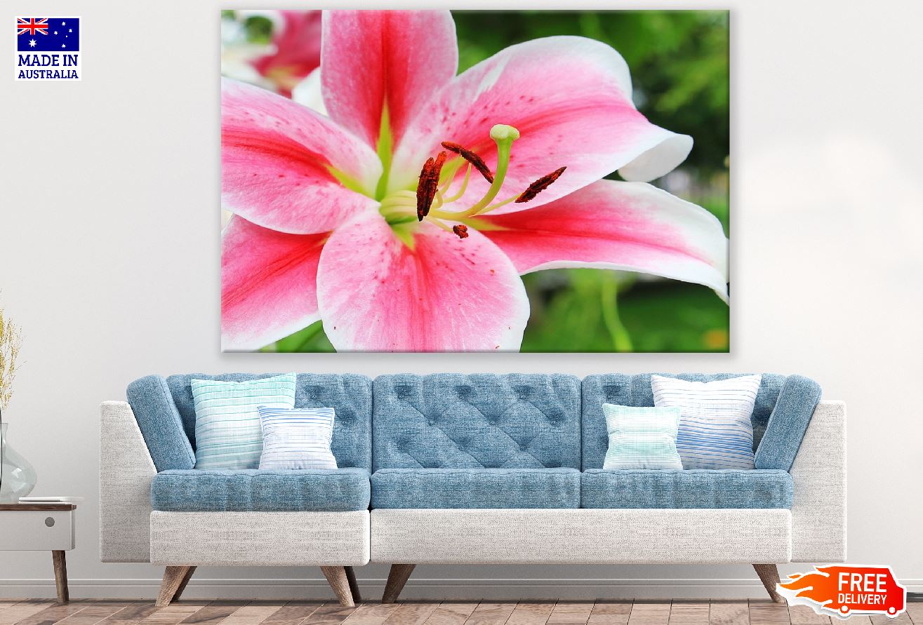 Pink White Lily Flower Closeup Photograph Print 100% Australian Made