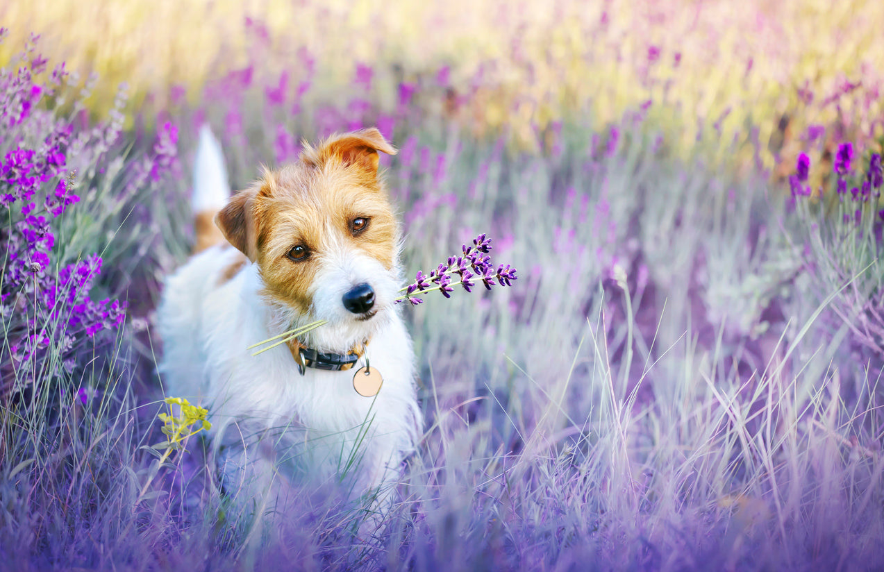 Dog on Flower Field Photograph Print 100% Australian Made