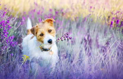 Dog on Flower Field Photograph Print 100% Australian Made