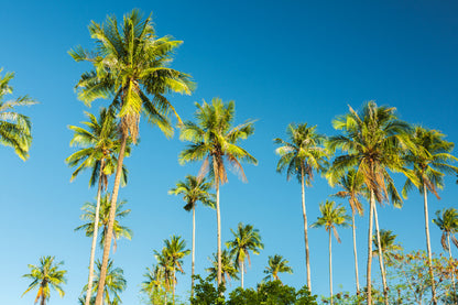 Palm Trees Sky View Photograph Print 100% Australian Made