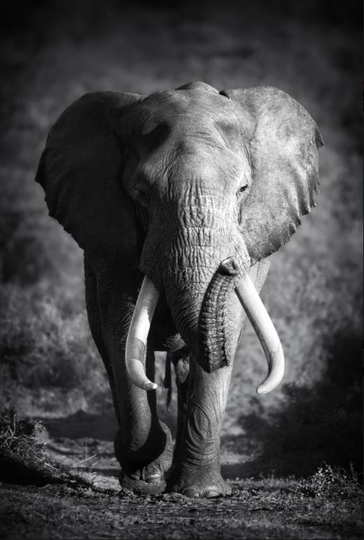 Elephant Portrait B&W Photograph Home Decor Premium Quality Poster Print Choose Your Sizes