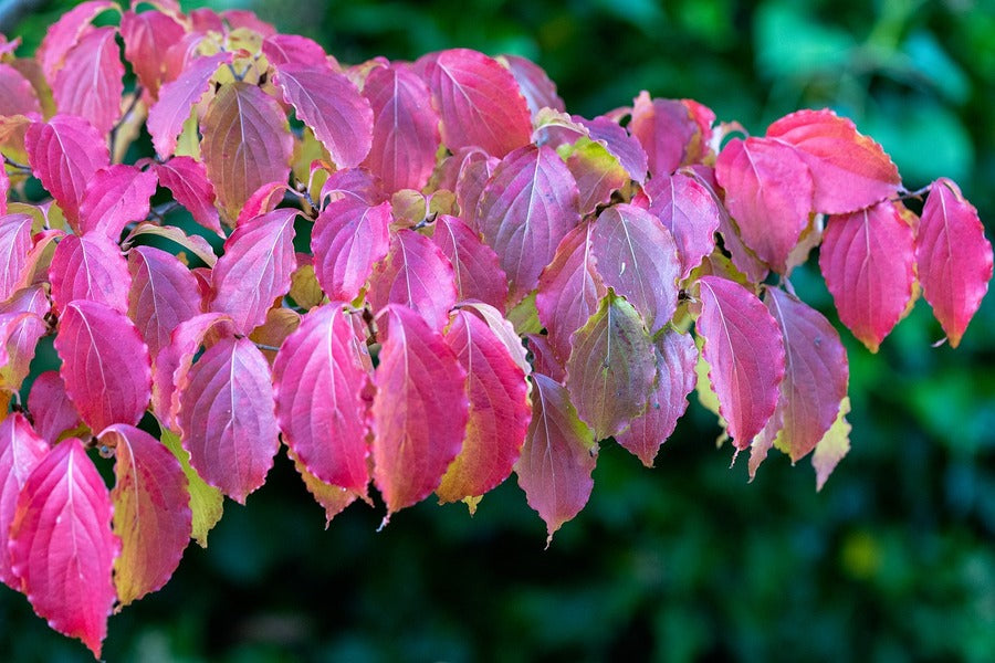 Pink Autumn Tree Leaves Photograph Print 100% Australian Made