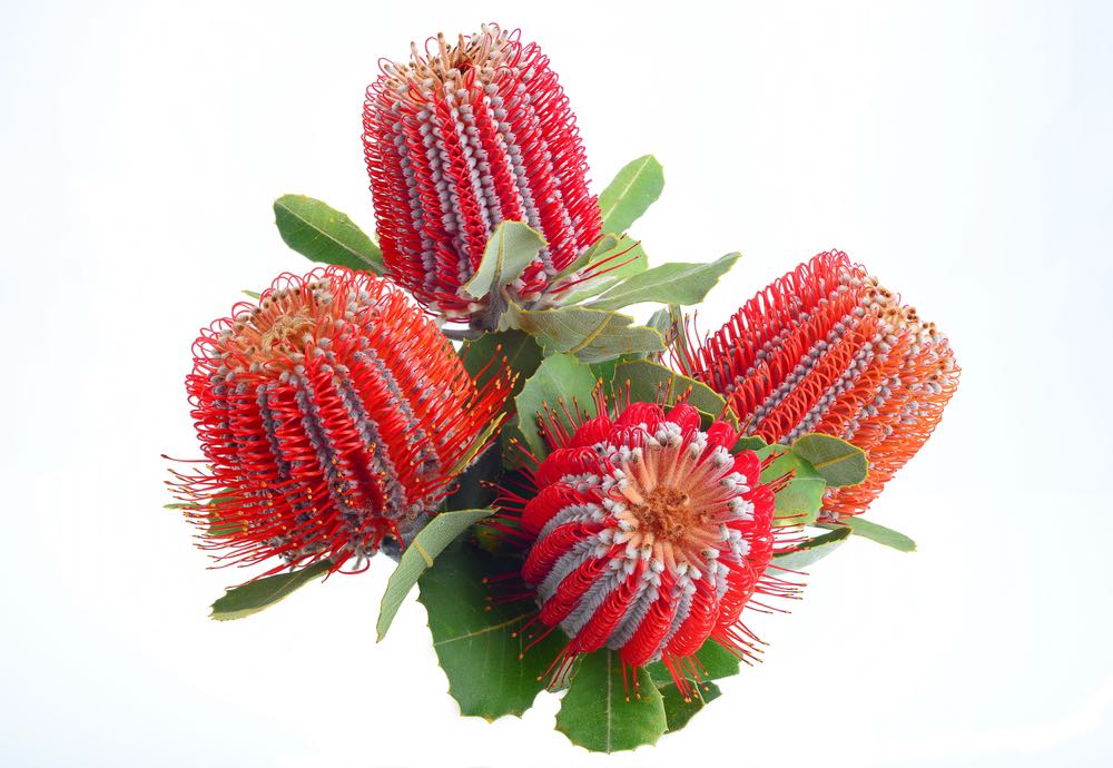 Wallpaper Murals Peel and Stick Removable Banksia Coccinea Flowers with leaves High Quality