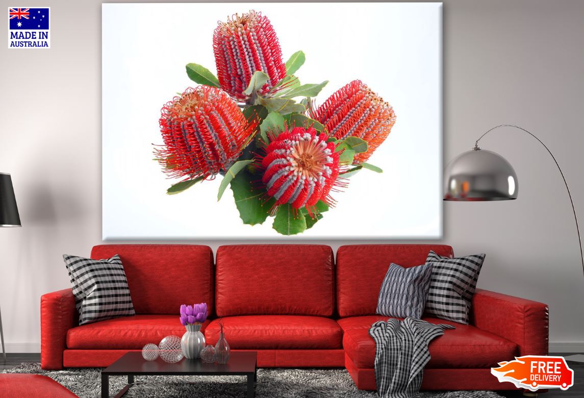 Banksia Coccinea Flowers Closeup Photograph Print 100% Australian Made