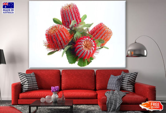 Banksia Coccinea Flowers Closeup Photograph Print 100% Australian Made