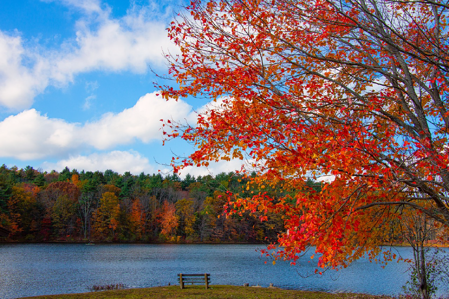 Autumn Tree & Bench Near Lake Scenery Photograph Print 100% Australian Made