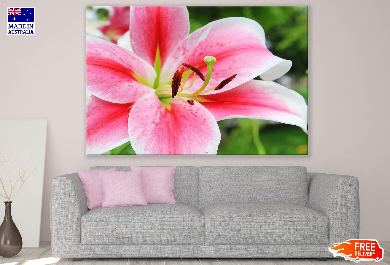 Pink White Lily Flower Closeup Photograph Print 100% Australian Made