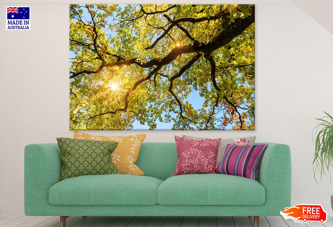 Sunrays Through Huge Tree Leaves Photograph Print 100% Australian Made