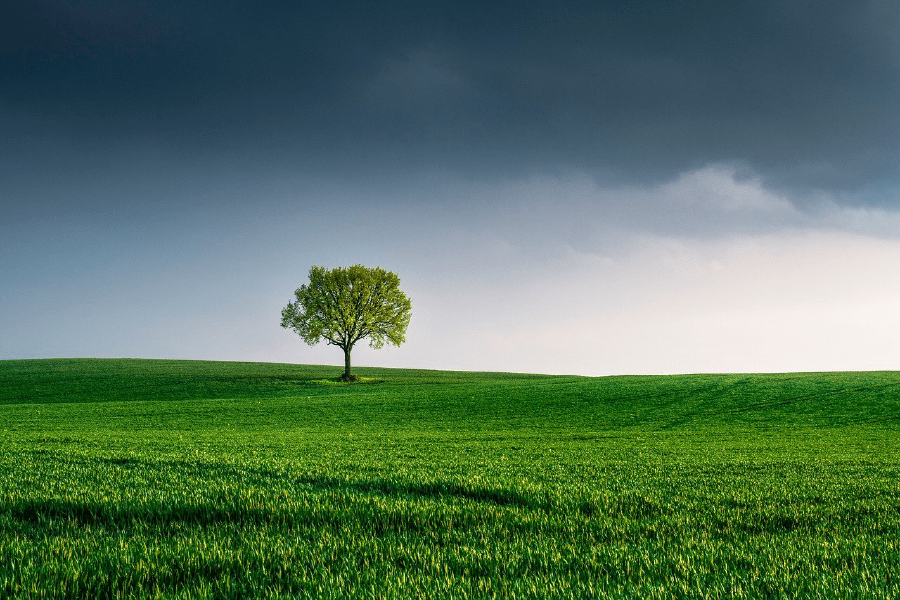 A Tree Covered with Clouds Photograph Print 100% Australian Made