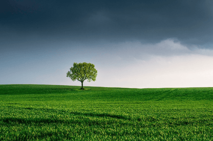 A Tree Covered with Clouds Photograph Print 100% Australian Made