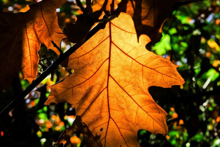 Maple Leaf Closeup Photograph Print 100% Australian Made