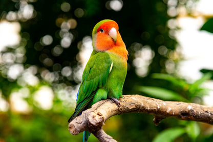 Green Parrot & Orange Face View Photograph Print 100% Australian Made