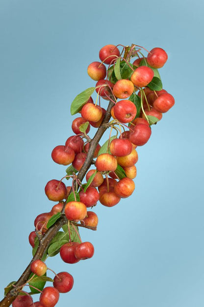 Fresh Coffee Beans Plant Photograph Print 100% Australian Made