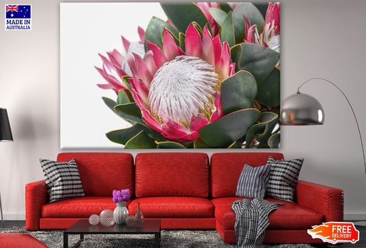 King Protea Flower Closeup Photograph Print 100% Australian Made