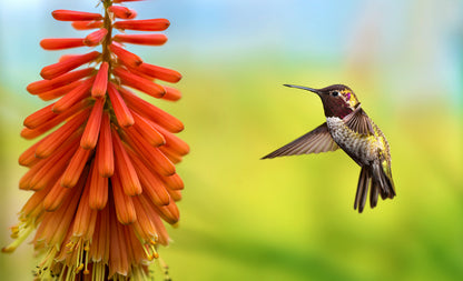 Tiny Hummingbird View Photograph Print 100% Australian Made