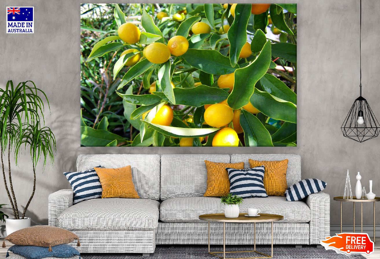 Lemon Tree Photograph Print 100% Australian Made